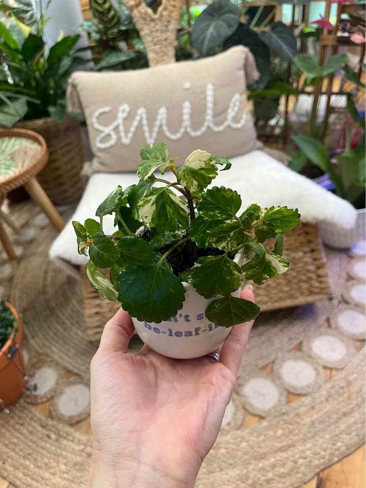 White Edged Swedish Ivy in ceramic pot - photo 2