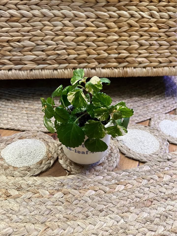 White Edged Swedish Ivy in ceramic pot - photo 3