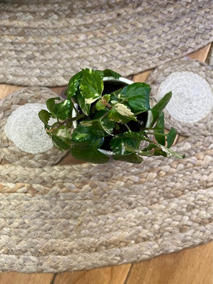 White Edged Swedish Ivy in ceramic pot - photo 4