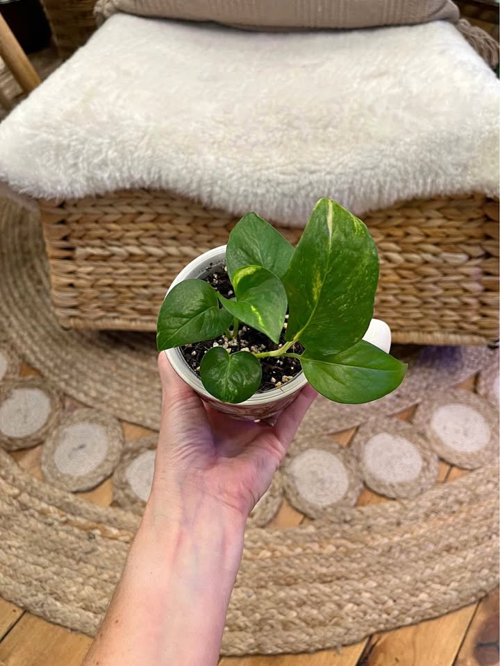 Golden Pothos in unique Mug