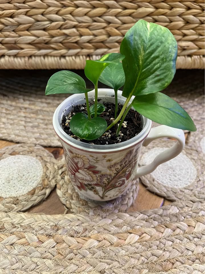 Golden Pothos in unique Mug - photo 2