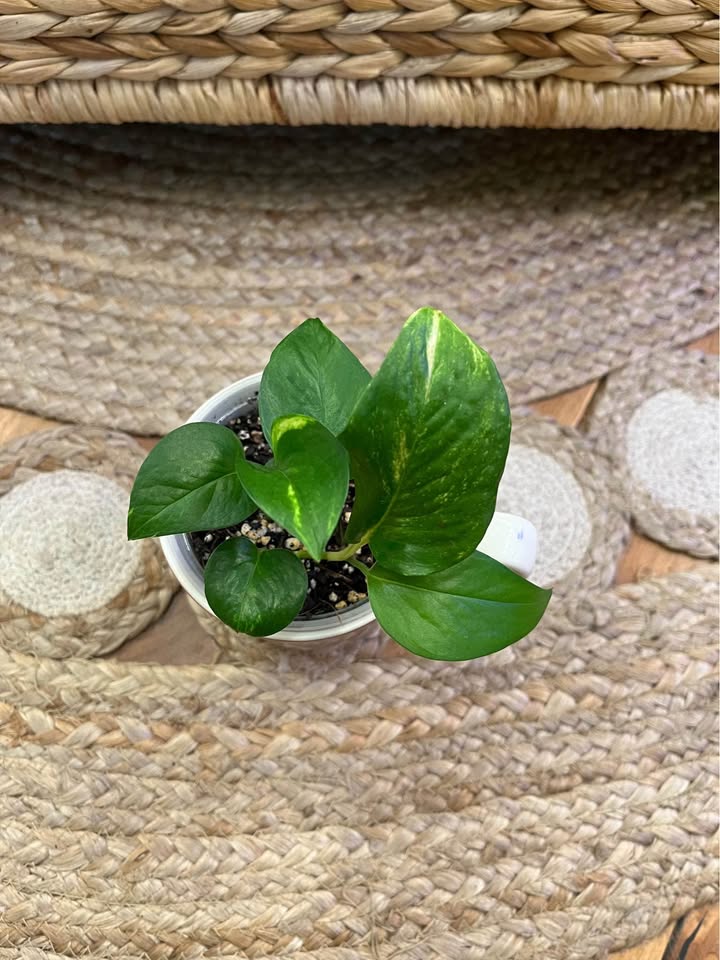 Golden Pothos in unique Mug - photo 4
