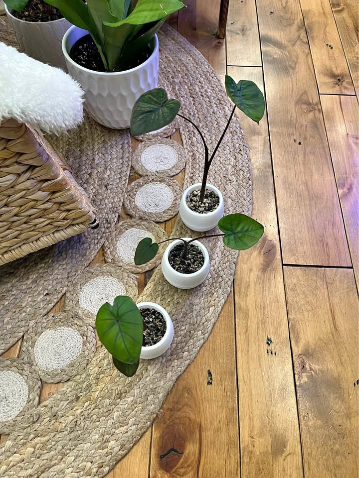 Colocasia Black Coral in self watering pots with Pon