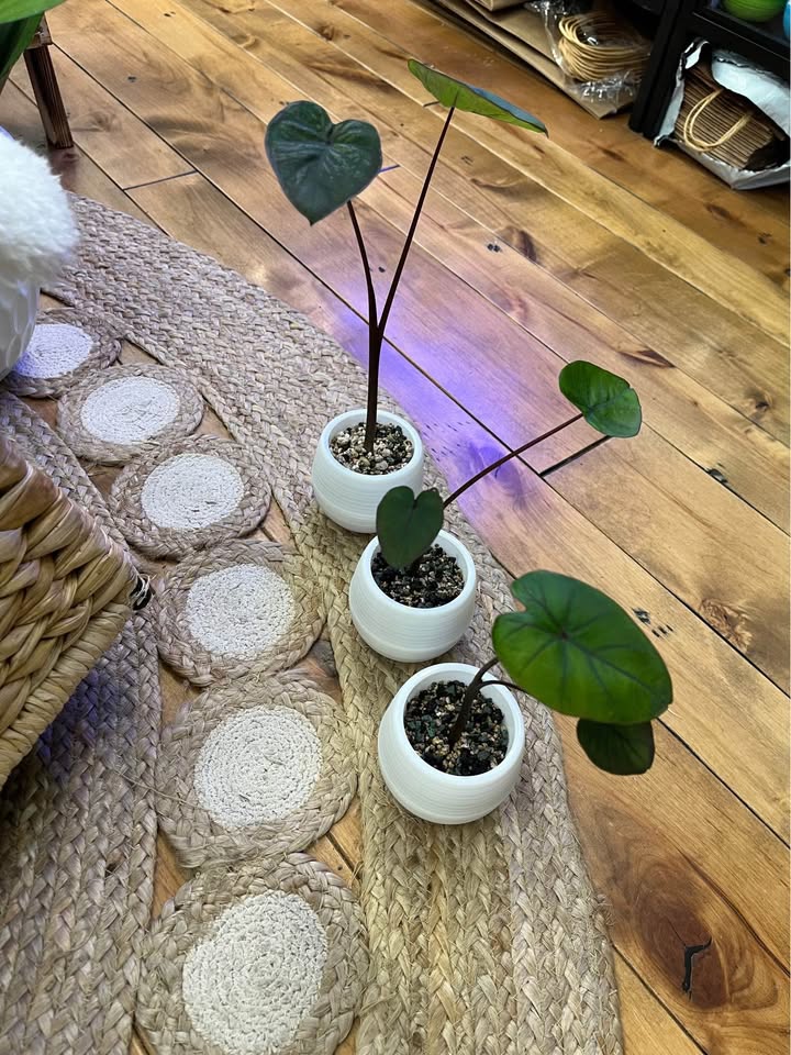 Colocasia Black Coral in self watering pots with Pon - photo 2