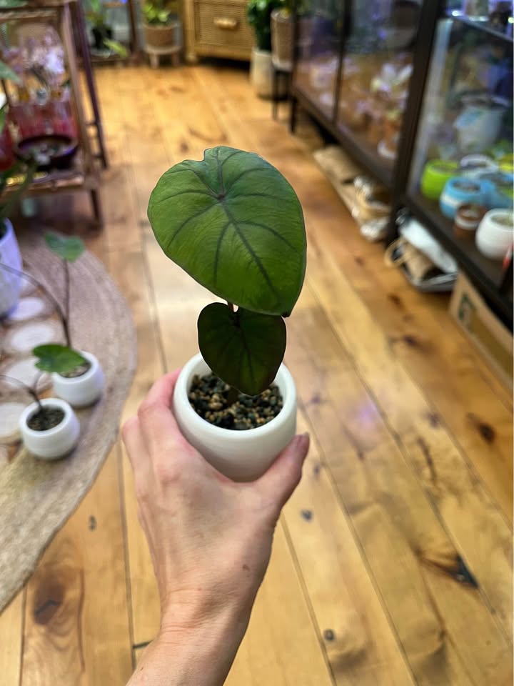 Colocasia Black Coral in self watering pots with Pon - photo 3