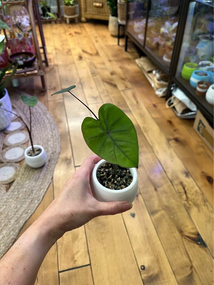 Colocasia Black Coral in self watering pots with Pon - photo 4