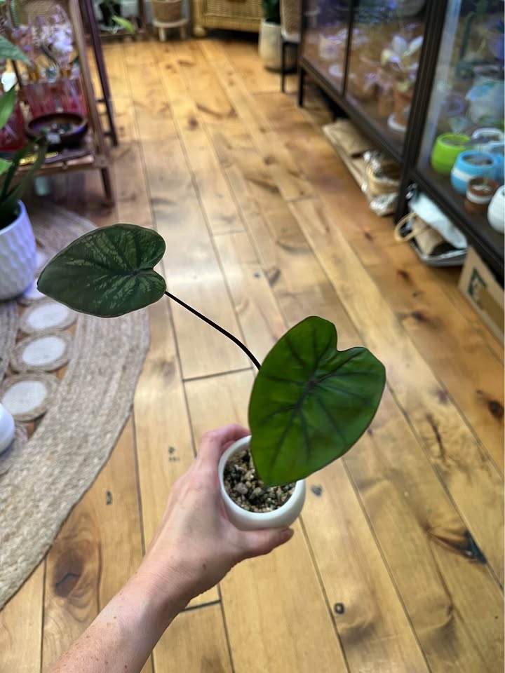 Colocasia Black Coral in self watering pots with Pon - photo 5