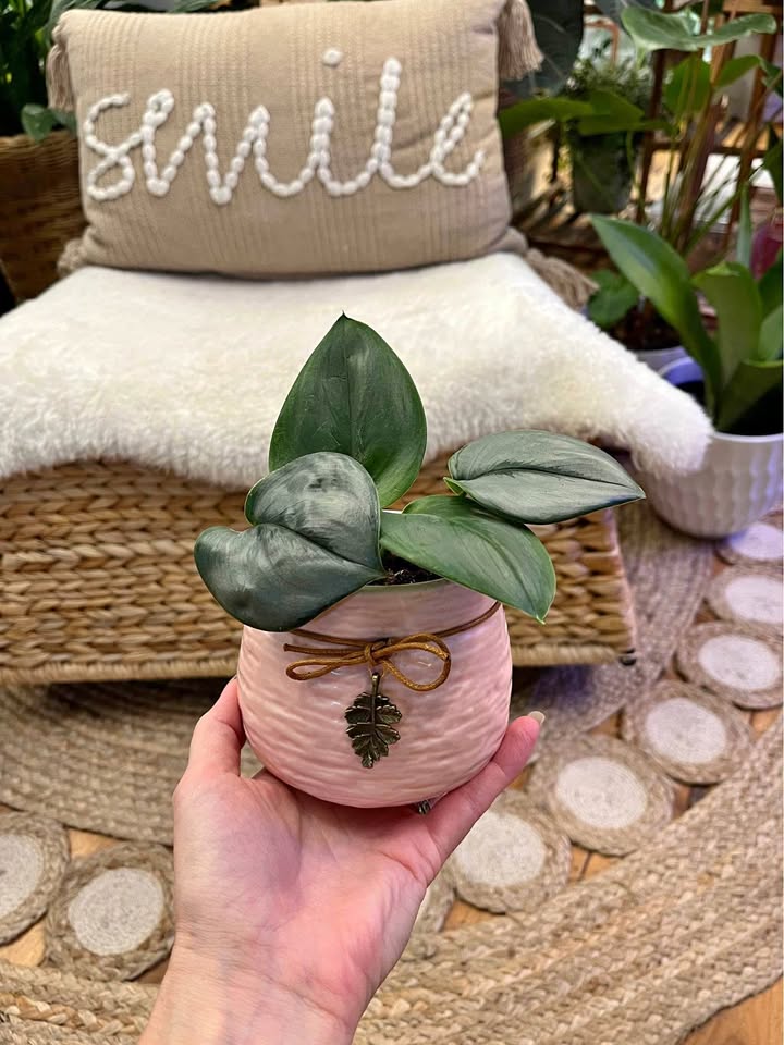 Scindapsus Treubii Moonlight in Ceramic Pot with Leaf Charm