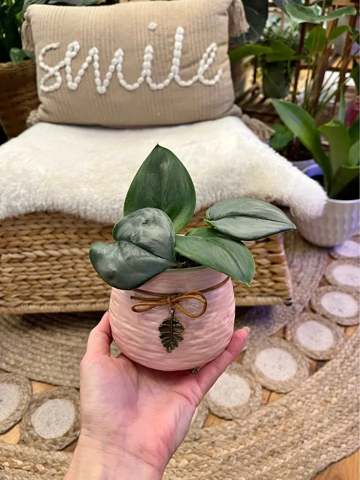 Scindapsus Treubii Moonlight in Ceramic Pot with Leaf Charm