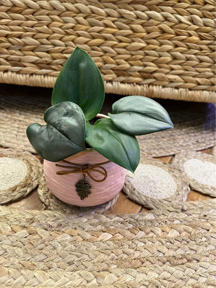 Scindapsus Treubii Moonlight in Ceramic Pot with Leaf Charm - photo 4