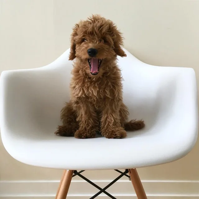 Armchair with wooden legs image indicator(2)