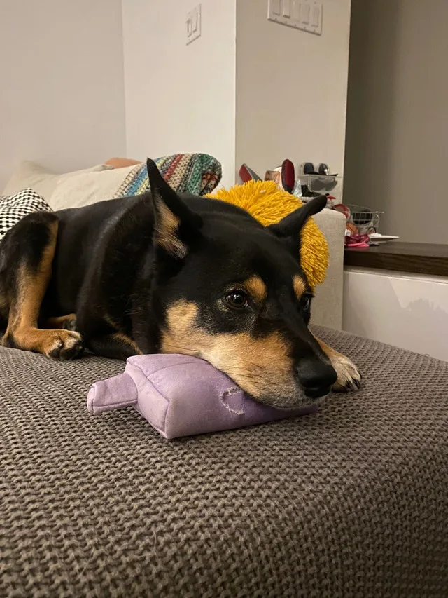 Dog Toy Pillow in Cute Shpe image indicator(3)