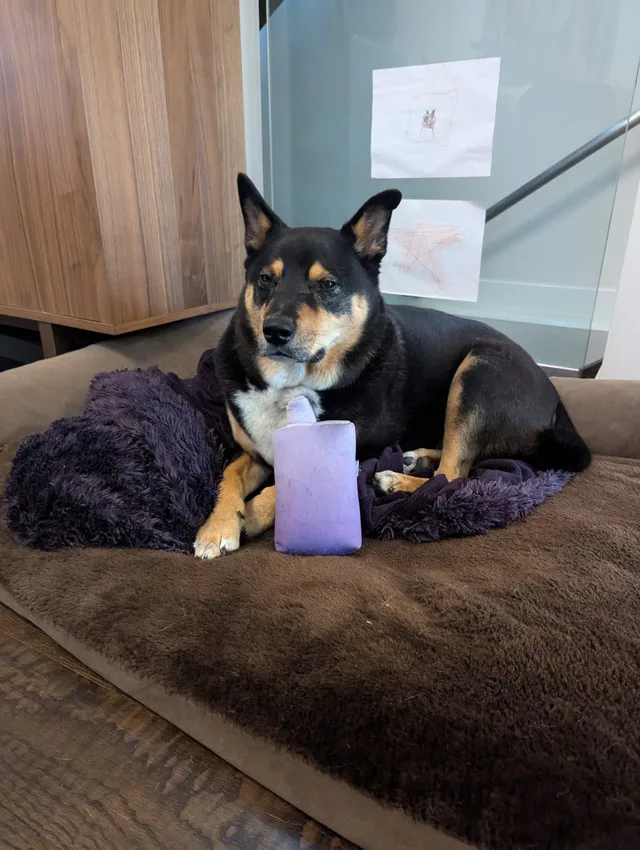 Dog Toy Pillow in Cute Shpe image indicator(4)