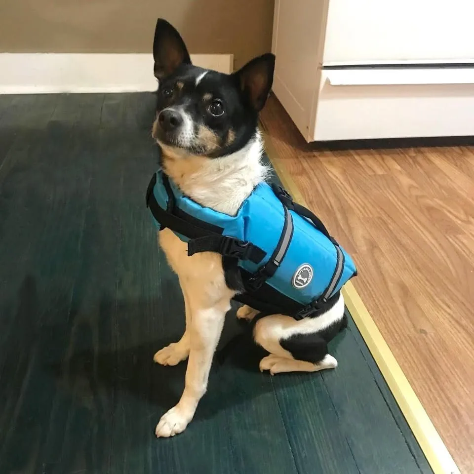 Dog Life Jacket image indicator(8)