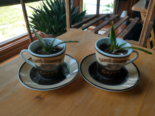 Low Maintenance Indoor Plants - photo 2