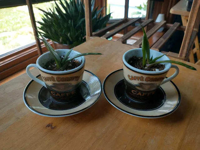 Low Maintenance Indoor Plants image indicator(2)