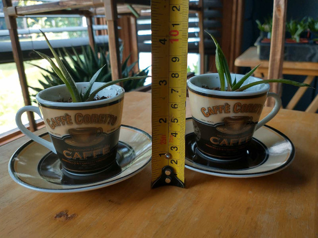 Low Maintenance Indoor Plants - photo 3
