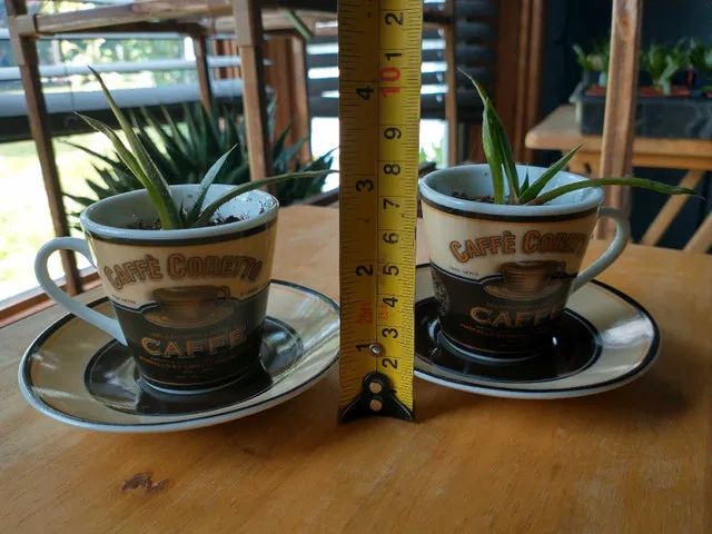 Low Maintenance Indoor Plants image indicator(3)