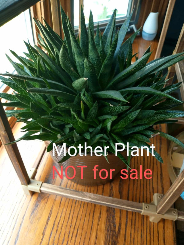Low Maintenance Indoor Plants - photo 4