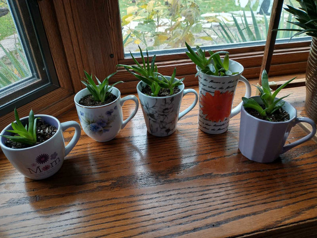 Low Maintenance Indoor Plants #2