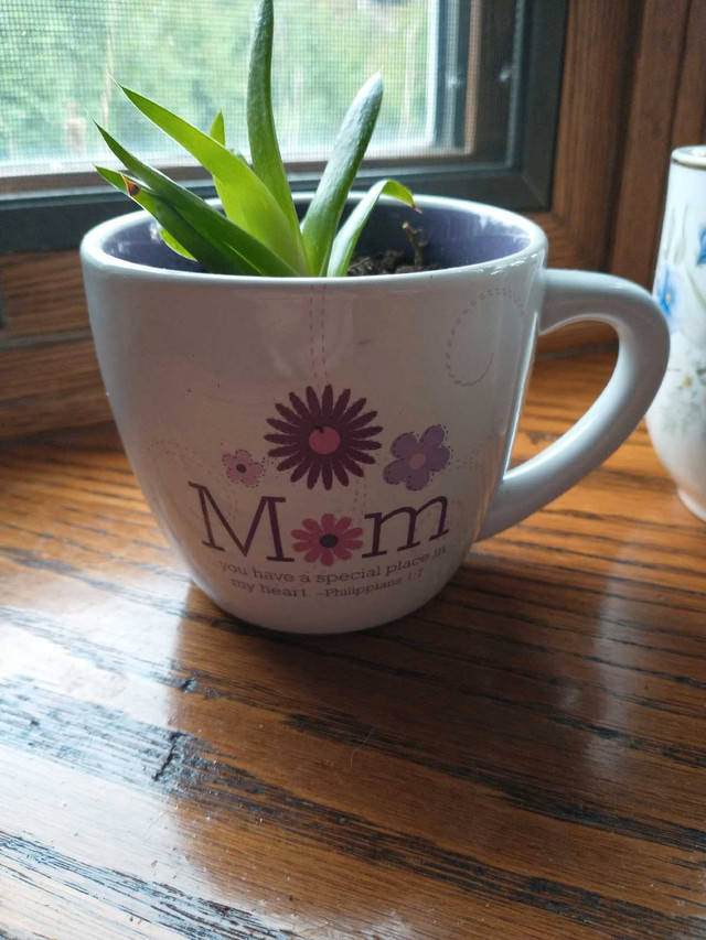 Low Maintenance Indoor Plants #2 - photo 2