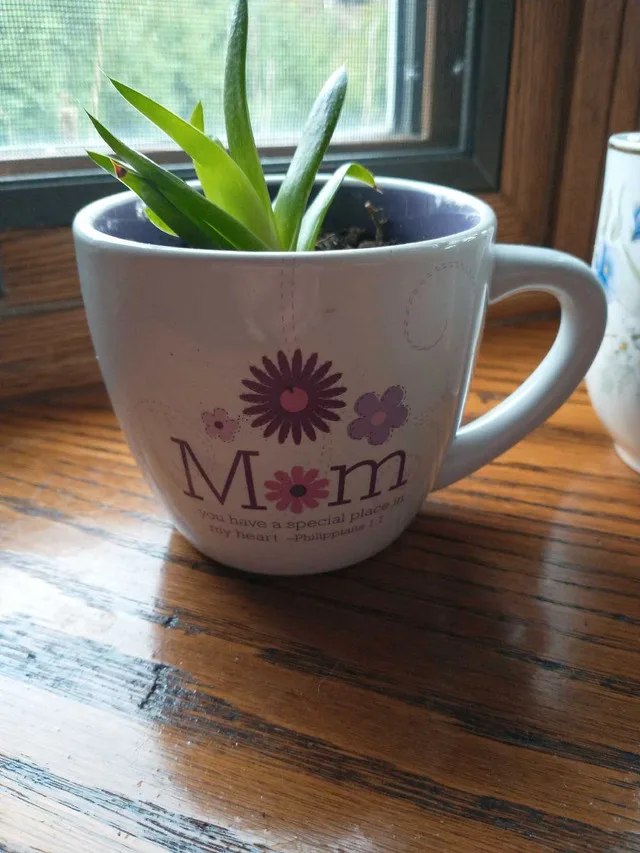 Low Maintenance Indoor Plants #2 image indicator(2)