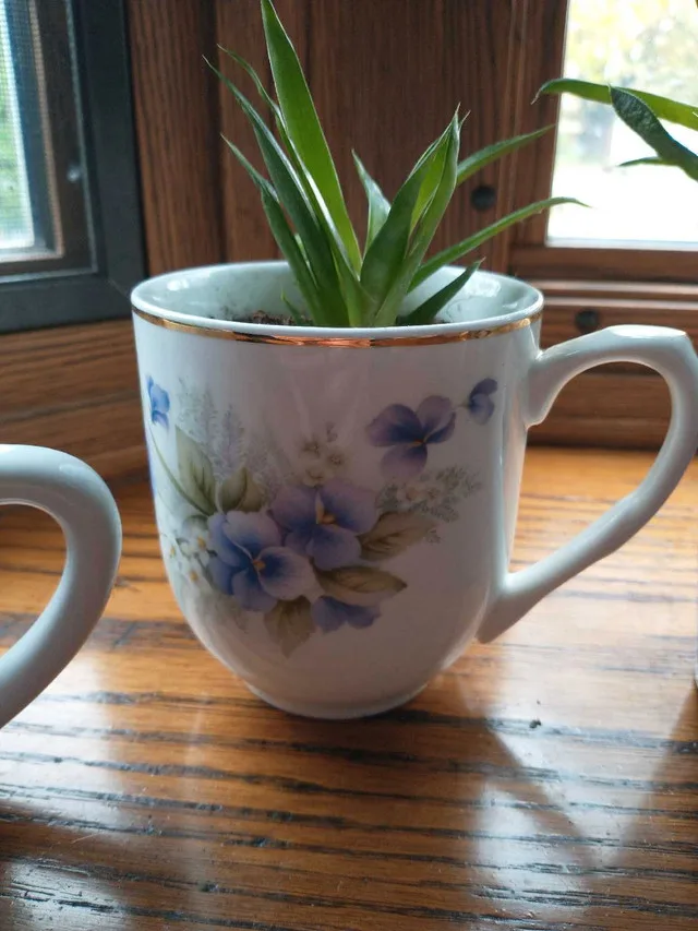 Low Maintenance Indoor Plants #2 image indicator(3)