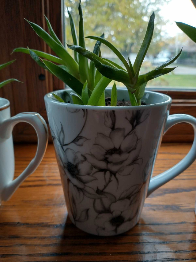 Low Maintenance Indoor Plants #2 - photo 4