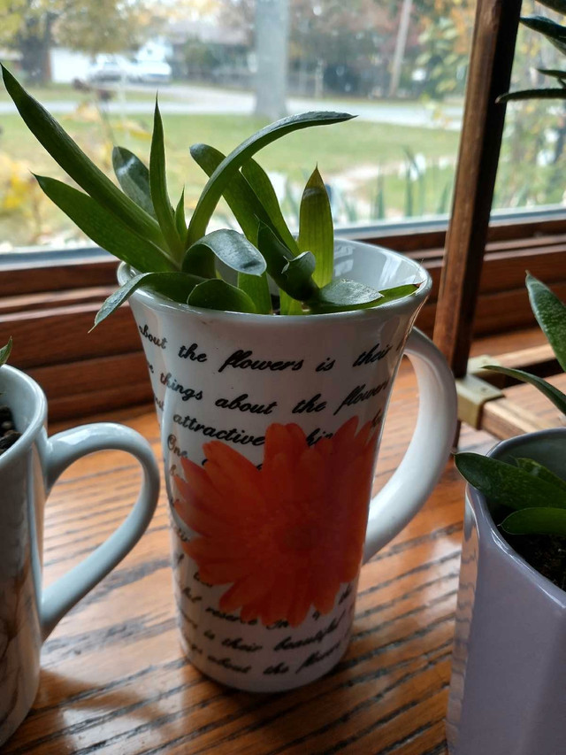 Low Maintenance Indoor Plants #2 - photo 5