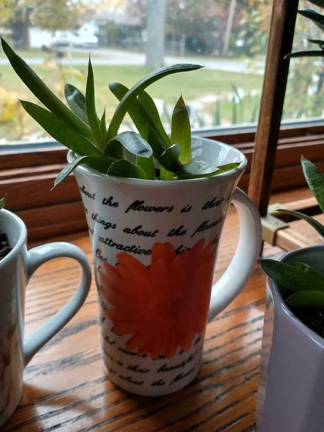 Low Maintenance Indoor Plants #2 image indicator(5)