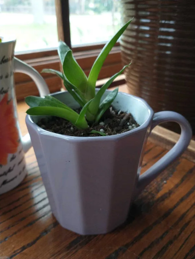 Low Maintenance Indoor Plants #2 image indicator(6)