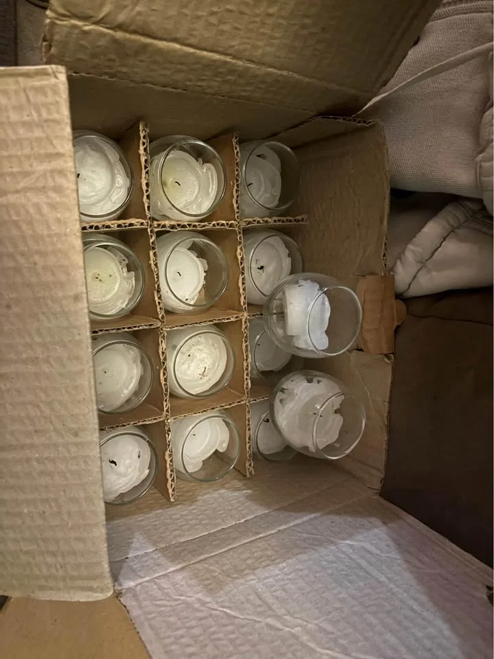 Wedding stuff image indicator(8)