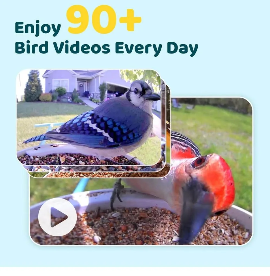 New Birdfy Solar Smart Bird Feeder with Camera image indicator(5)