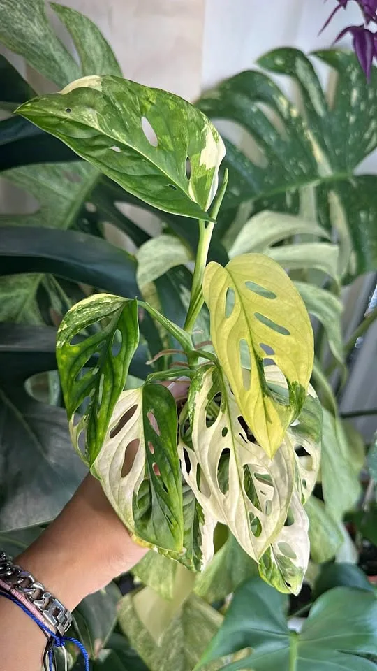 RARE Monstera adansonii albo, Brooklyn 11232 thumbnail