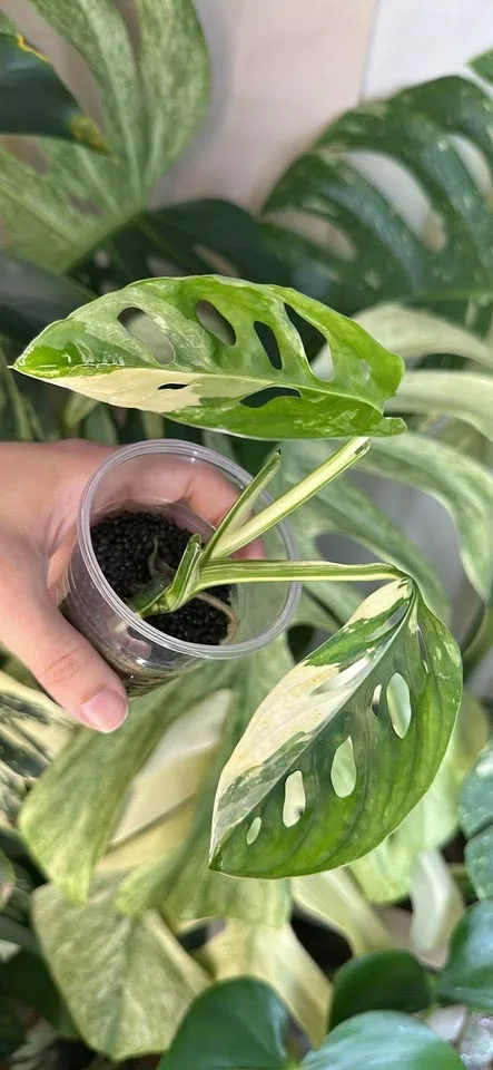 Rare monstera adansonii albo, Brooklyn 11232 thumbnail