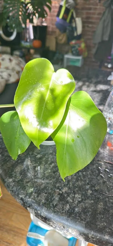 Low var/reverted monstera albo, Brooklyn 11232 thumbnail