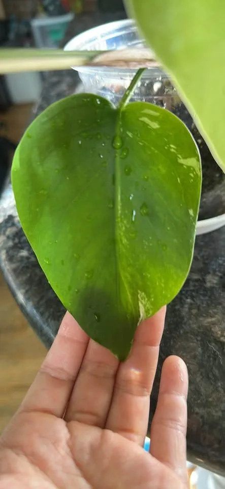 Low var/reverted monstera albo, Brooklyn 11232 image indicator(2)