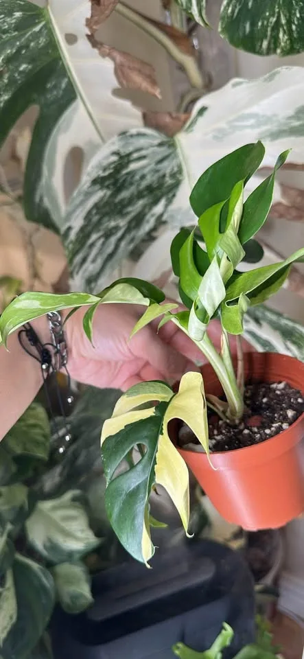 Rare albo mini monstera, Brooklyn 11232 image indicator(2)