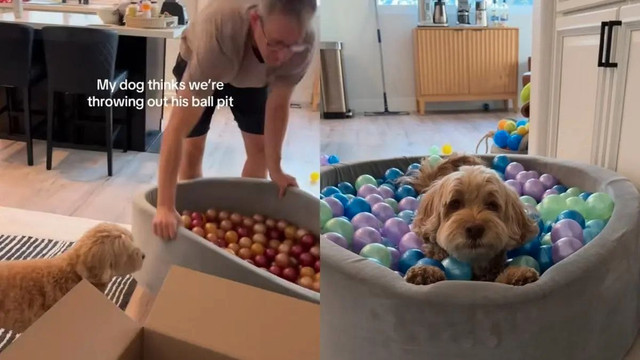NEW in box - PET Dog Ball Pit - photo 2