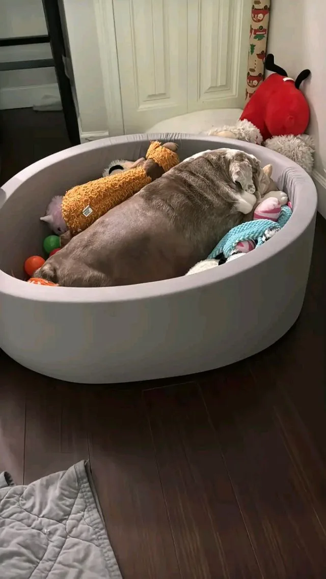 NEW in box - PET Dog Ball Pit image indicator(7)