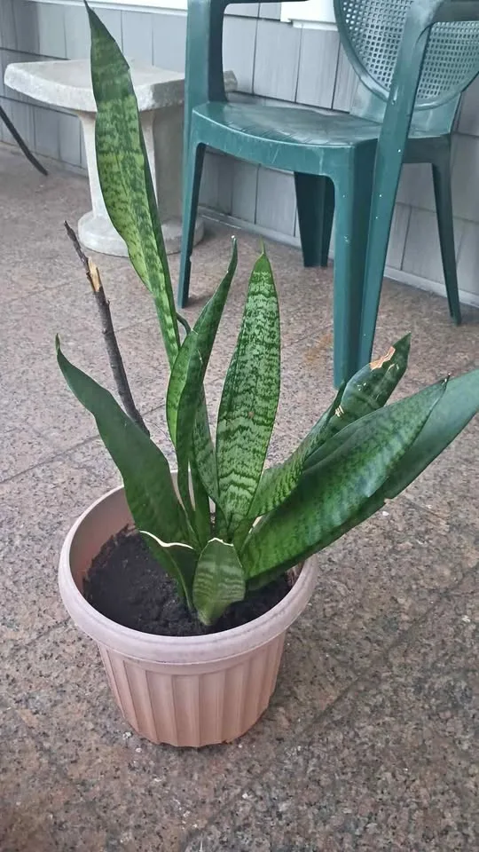 Sanseviera o lengua de suegra purificadora de aire thumbnail