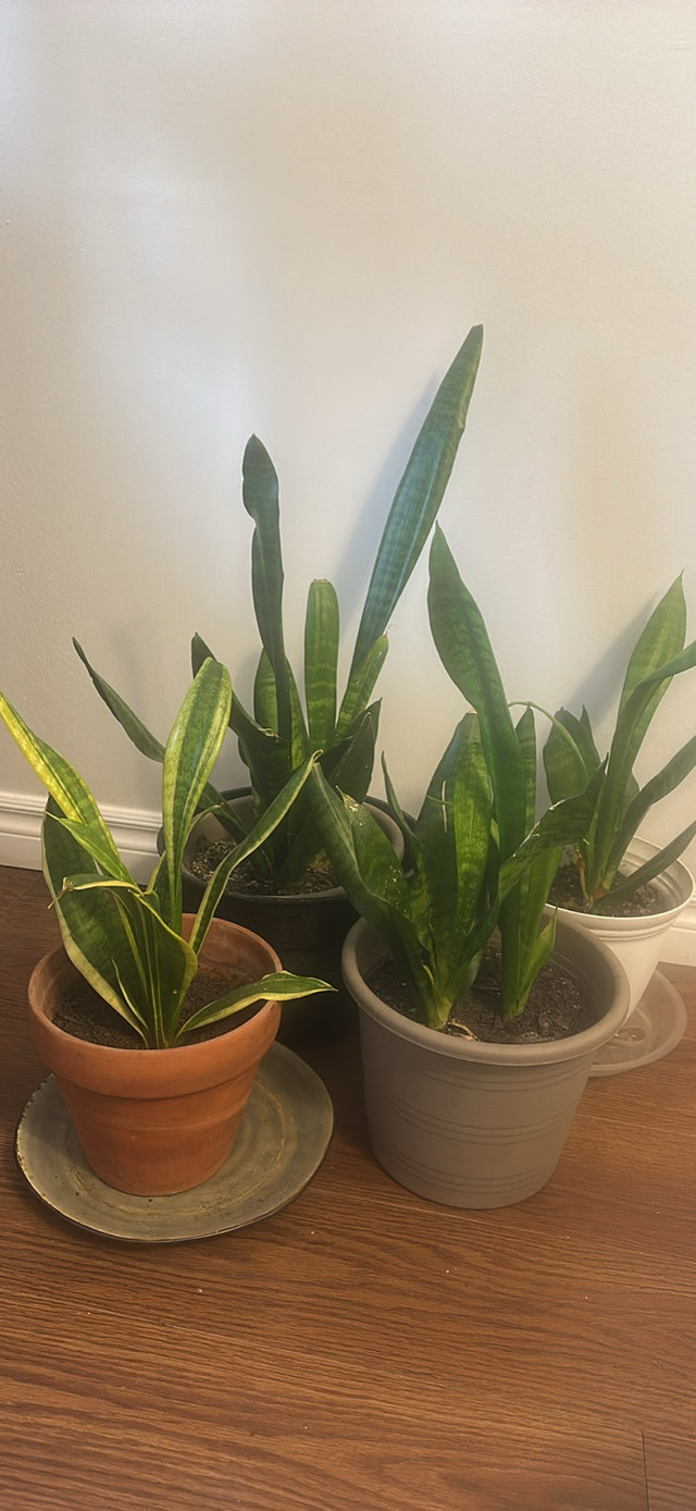 Snake plants