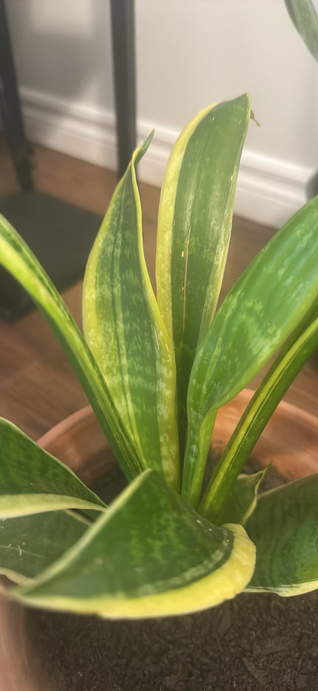 Snake plants - photo 2