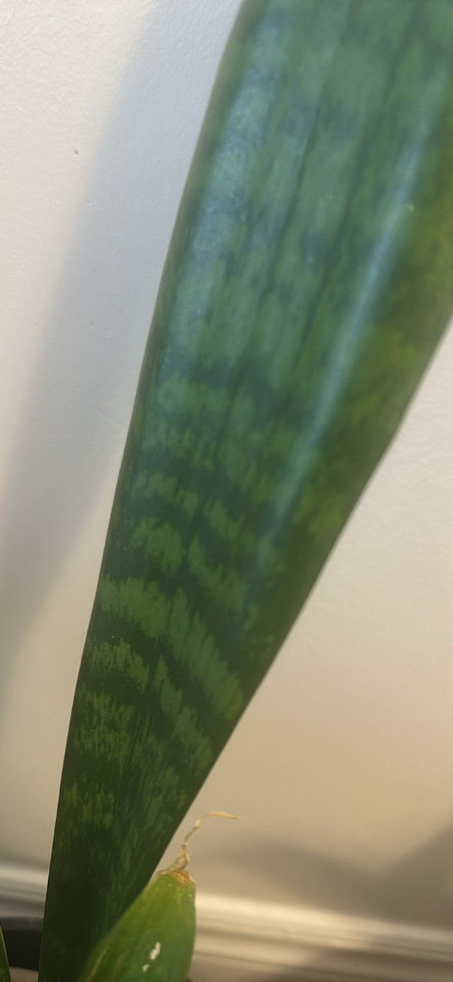 Snake plants - photo 3