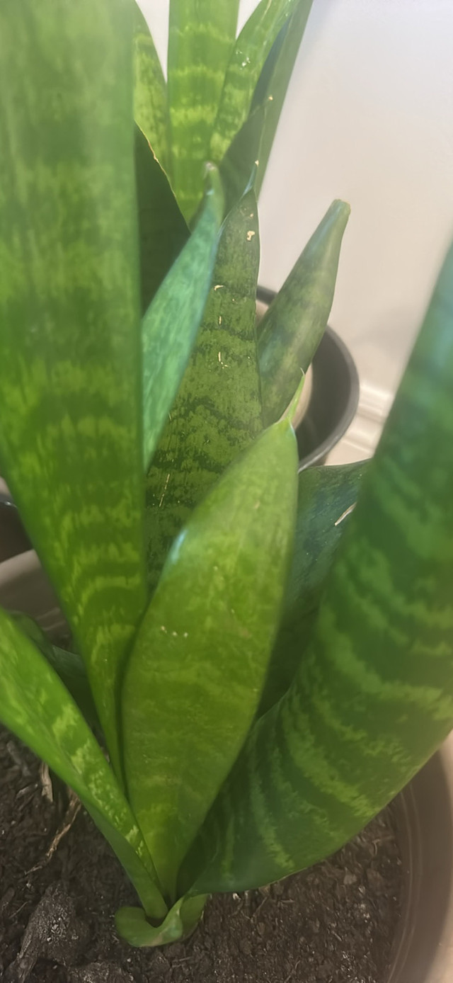 Snake plants - photo 4