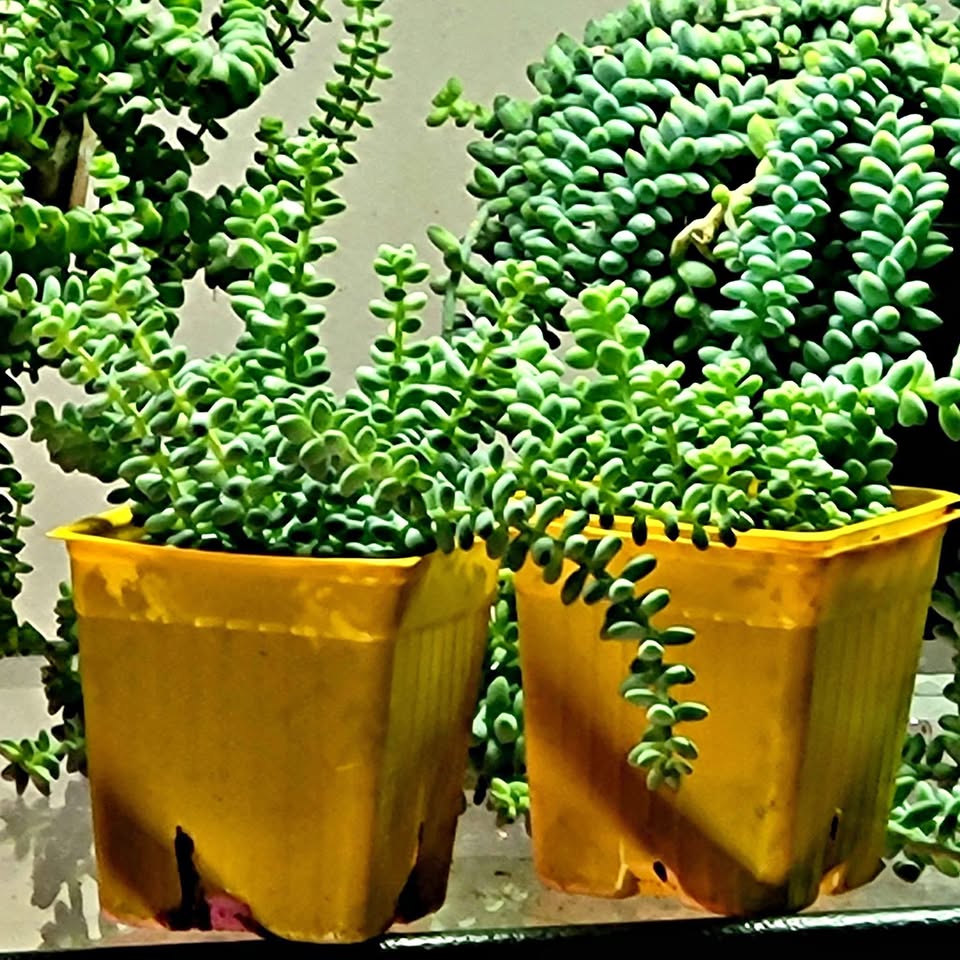 Burros Tail in 4 inch pots 2 Left.