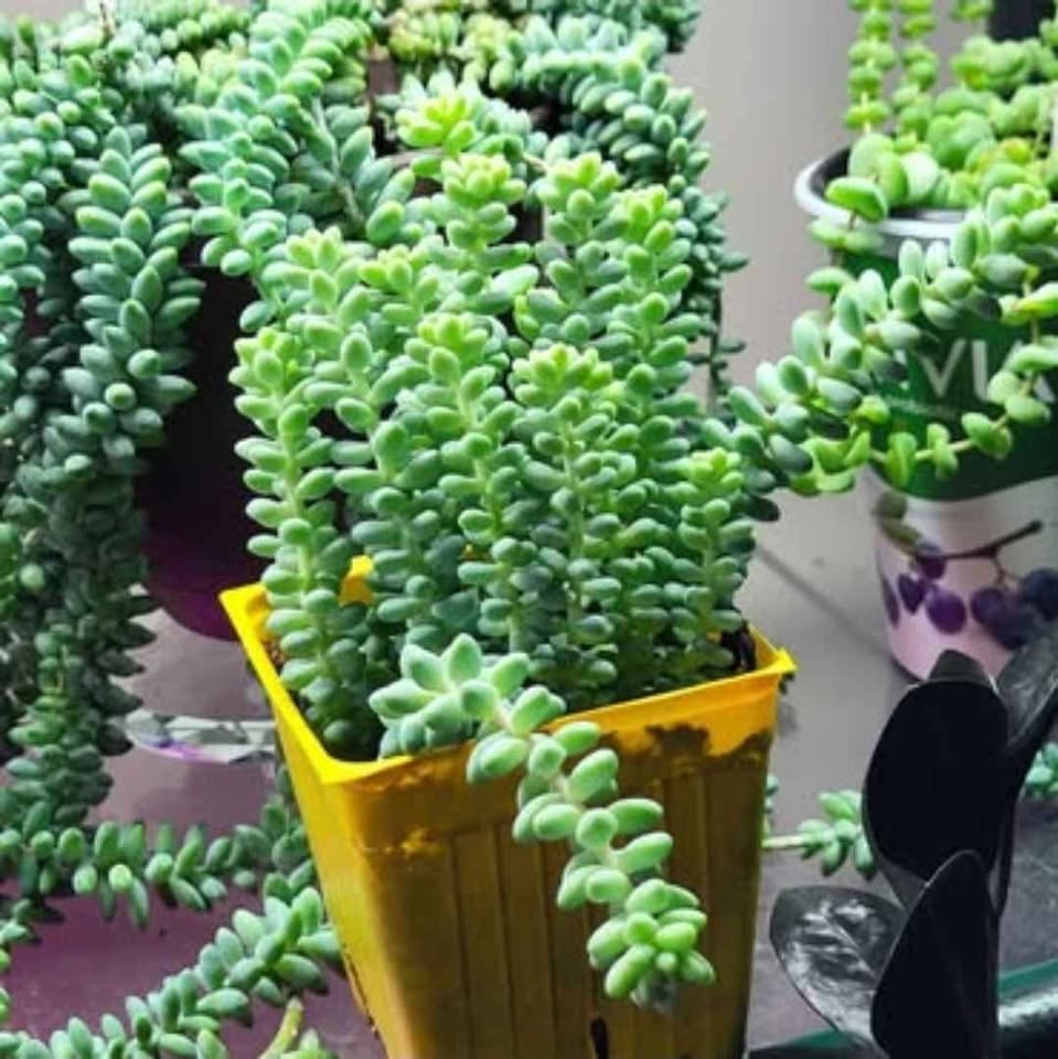 Burros Tail in 4 inch pots 2 Left. - photo 2