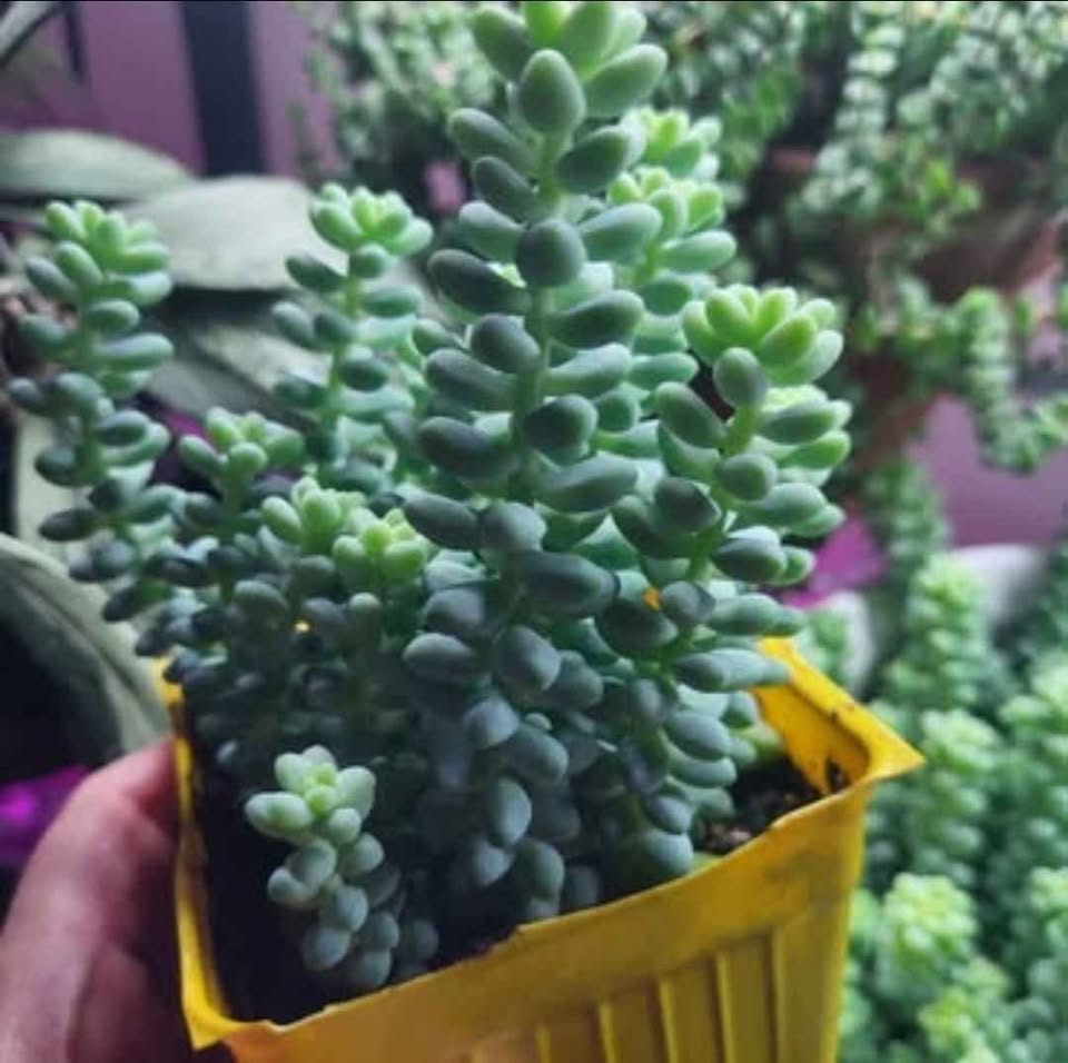 Burros Tail in 4 inch pots 2 Left. - photo 3