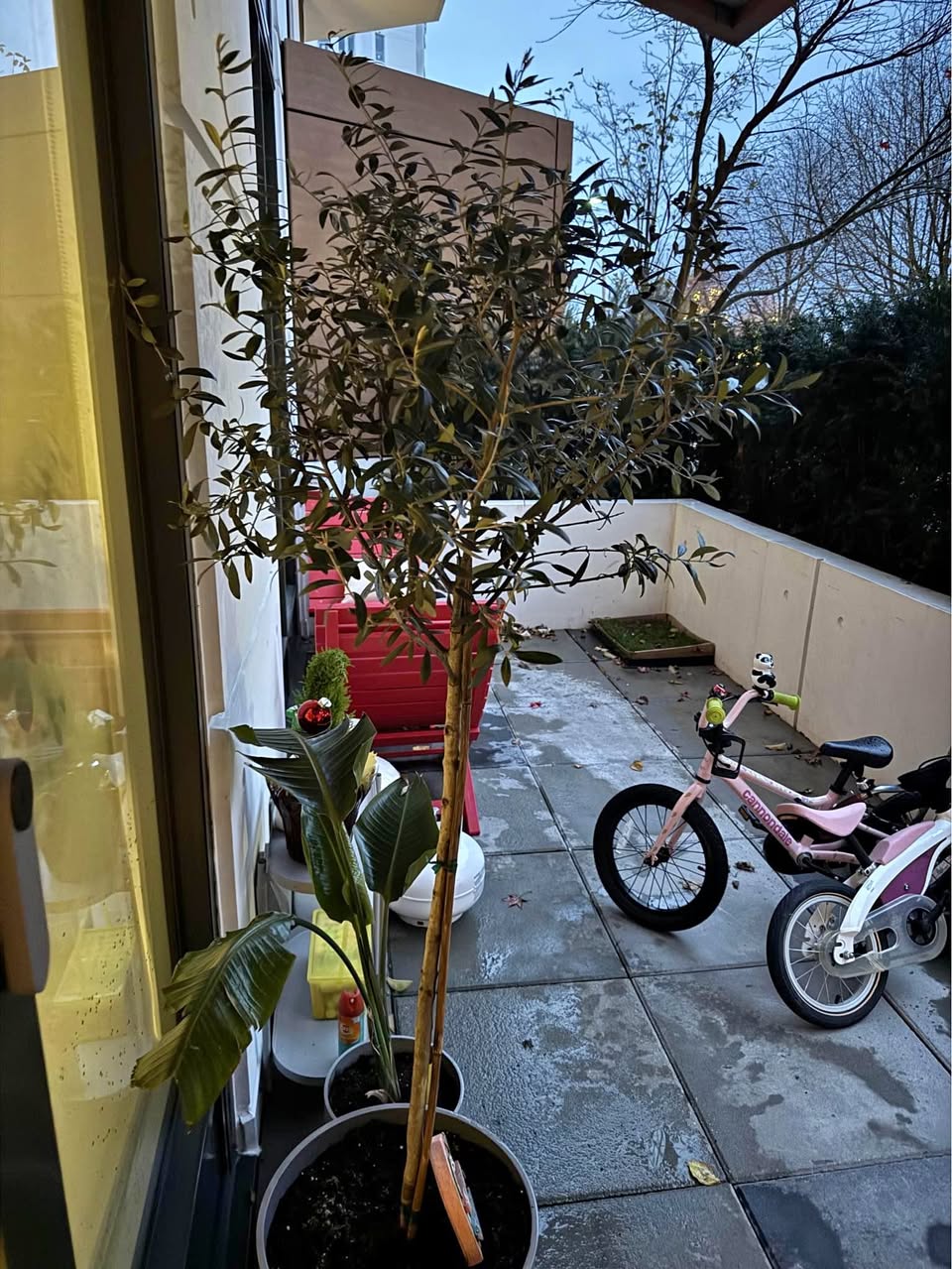 Real Olive Tree including Pot