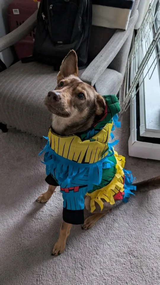 Dog Halloween costume image indicator(2)